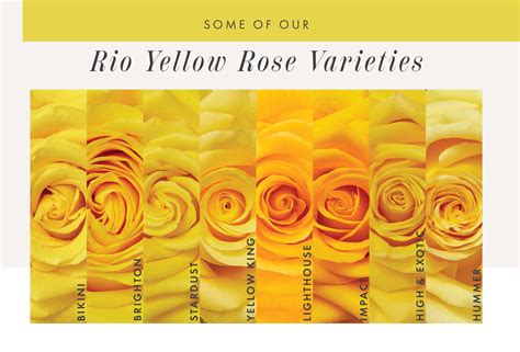 Maureen's impact honoured with Yellow Rose nod .